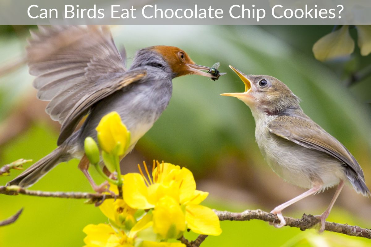 can birds eat chocolate chip cookies