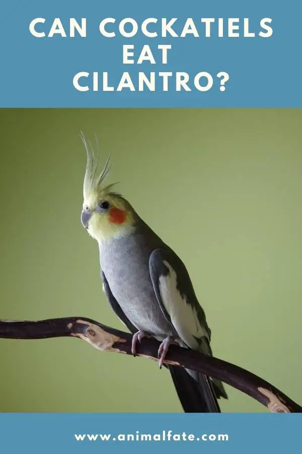 can birds eat cilantro