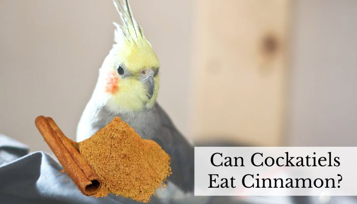 can birds eat cinnamon
