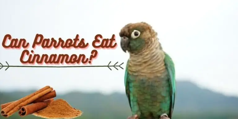can birds eat cinnamon