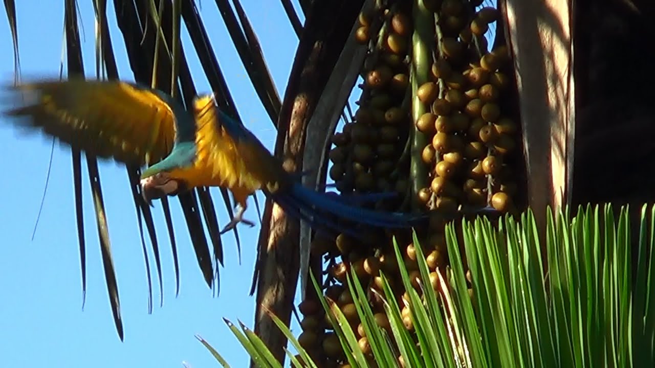 can birds eat coconut