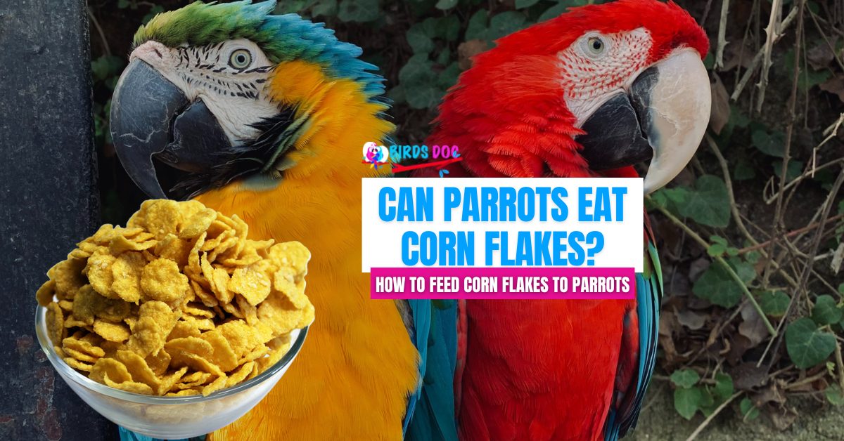 can birds eat cornflakes