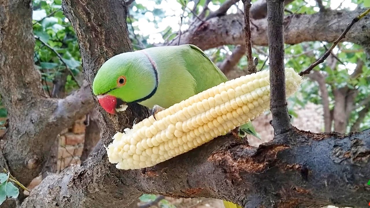 can birds eat cornmeal