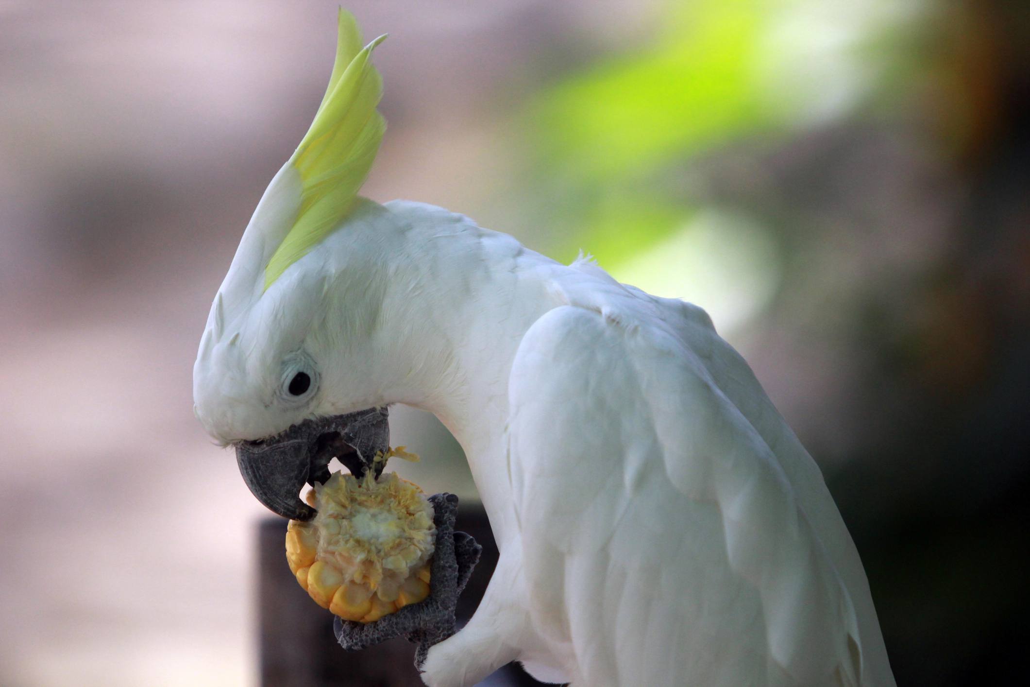 can birds eat cornmeal