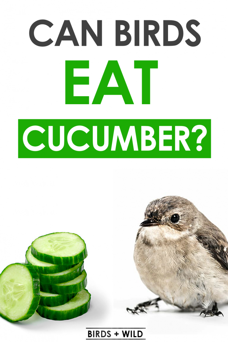 can birds eat cucumber