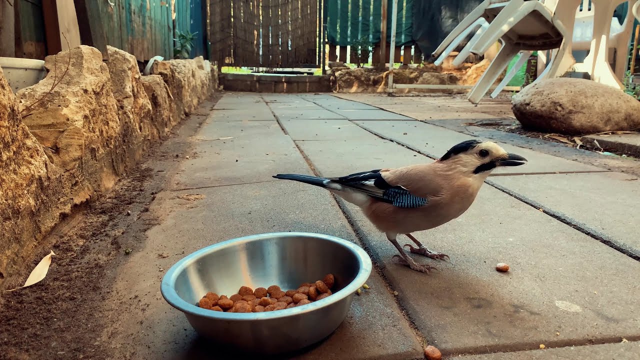 can birds eat dog food