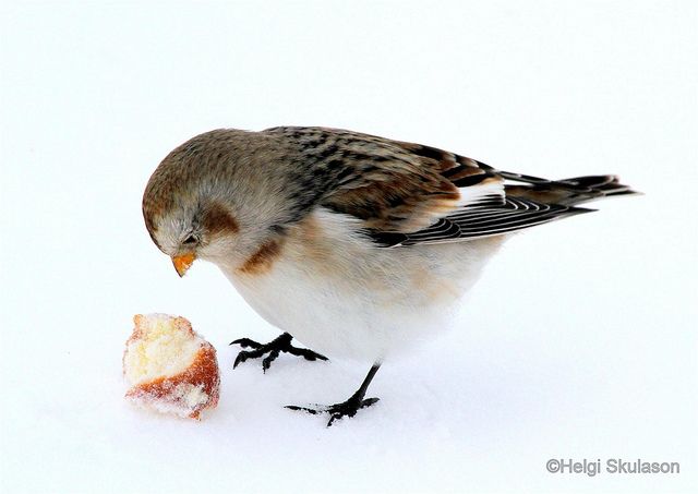 can birds eat donuts