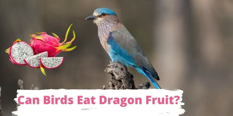 can birds eat dragon fruit