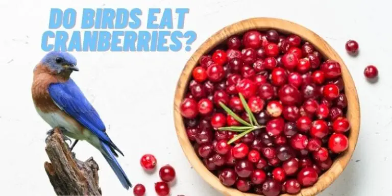 can birds eat dried cranberries