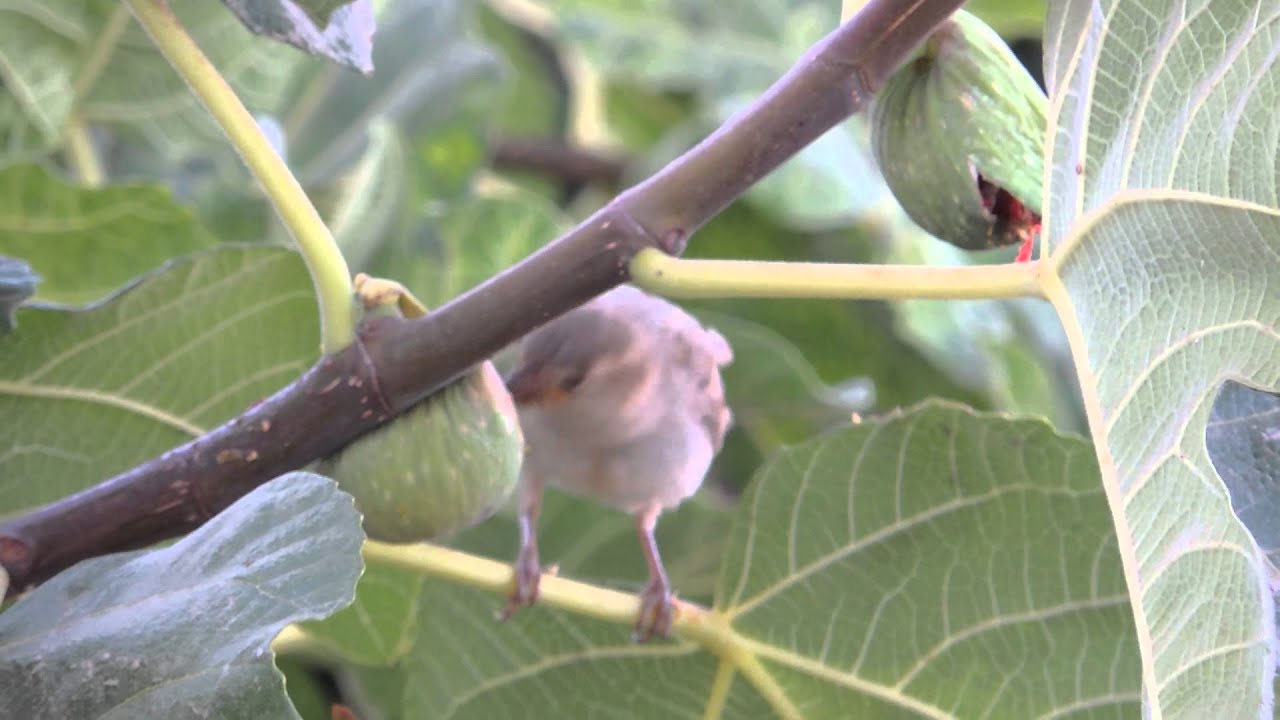 can birds eat figs