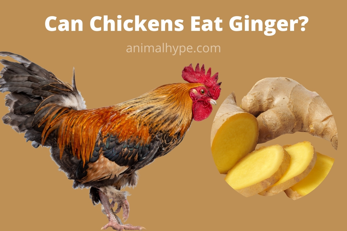 can birds eat ginger