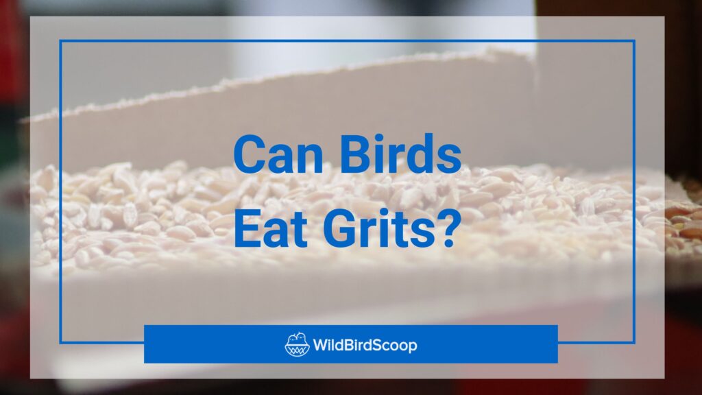 can birds eat grits