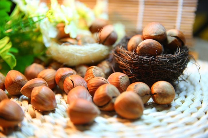can birds eat hazelnuts