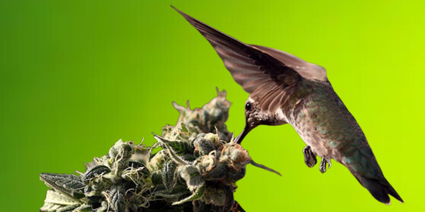 can birds eat hemp seeds