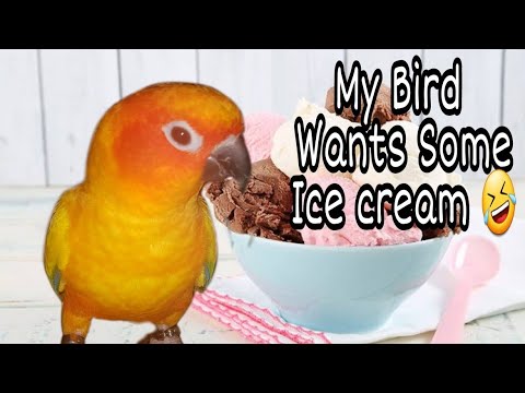 can birds eat ice cream