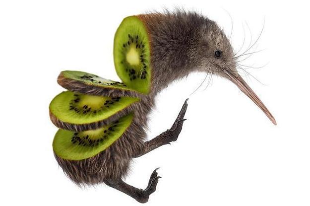 can birds eat kiwi