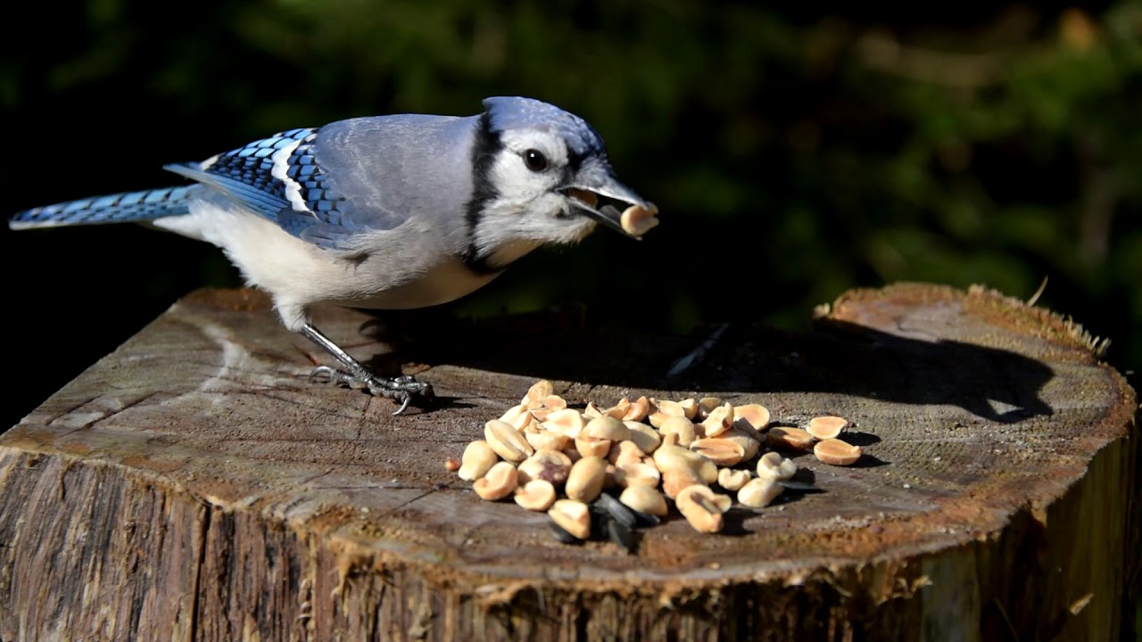 can birds eat nuts