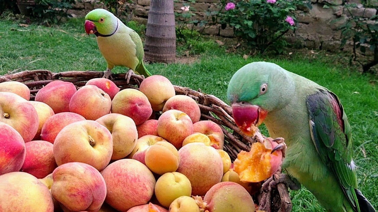 can birds eat peaches