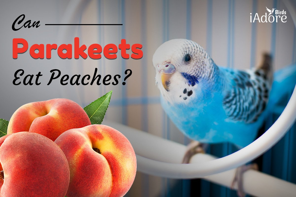 can birds eat peaches