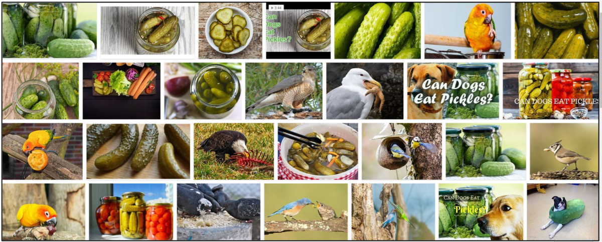 can birds eat pickles