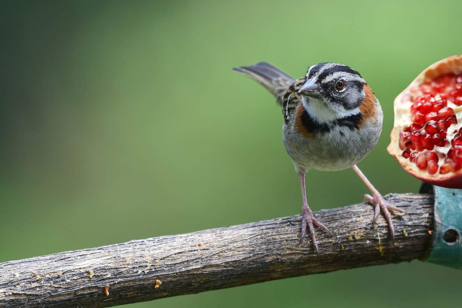 can birds eat pomegranate