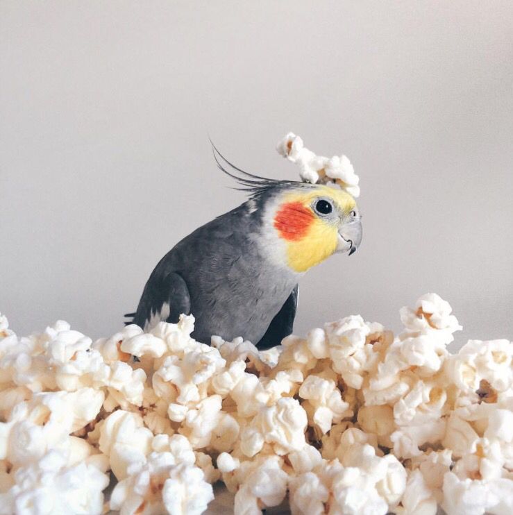 can birds eat popcorn with butter