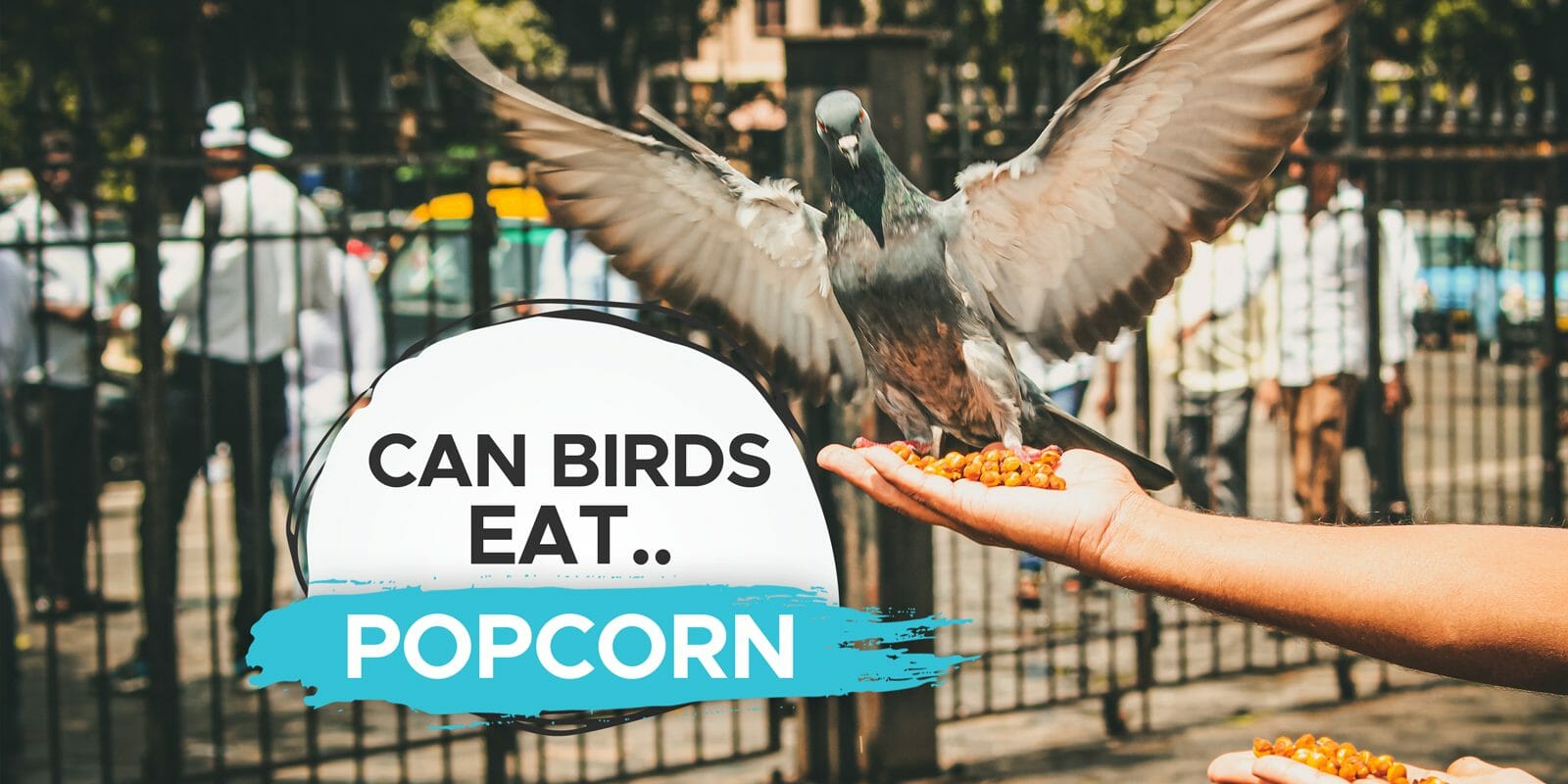 can birds eat popped popcorn