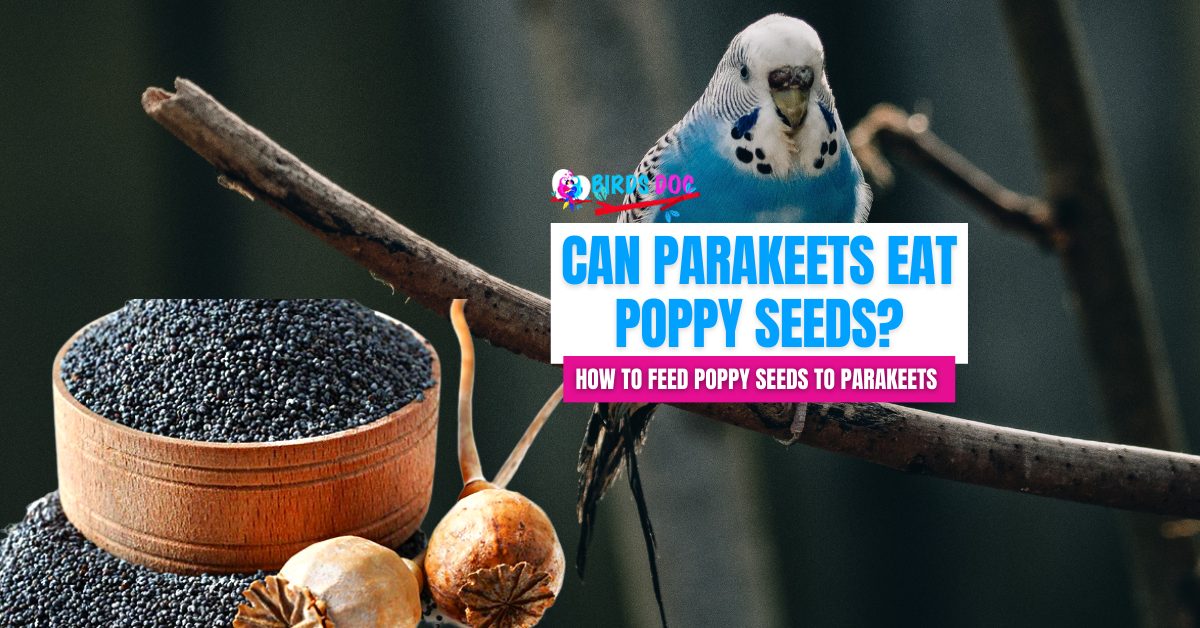 can birds eat poppy seeds
