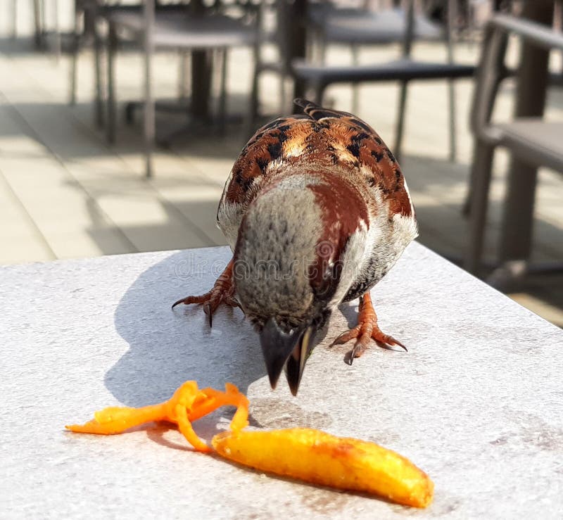 can birds eat potato chips