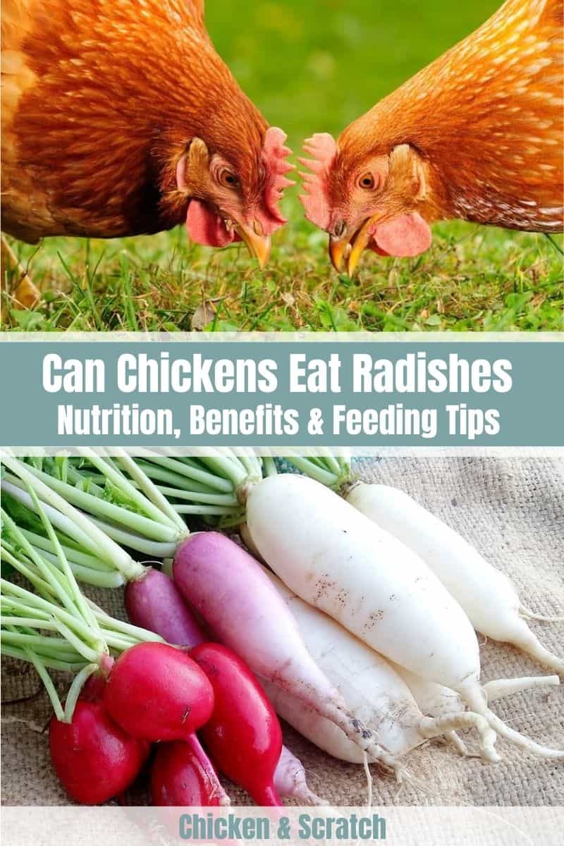 can birds eat radishes