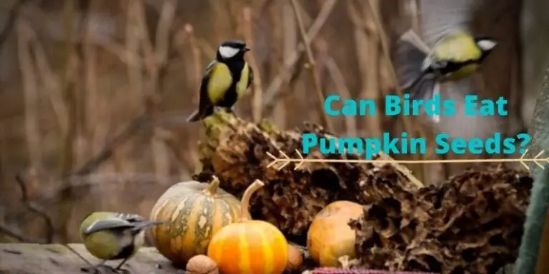 can birds eat raw pumpkin seeds