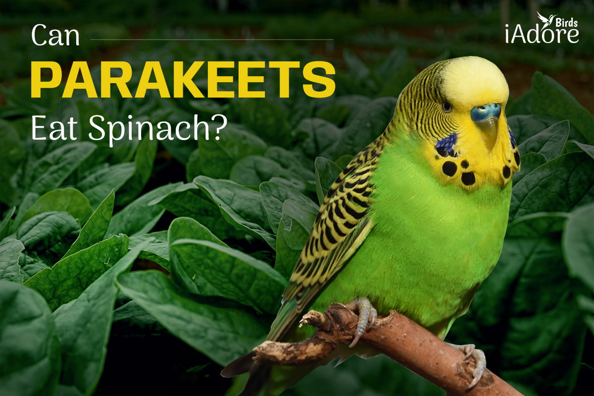 can birds eat spinach