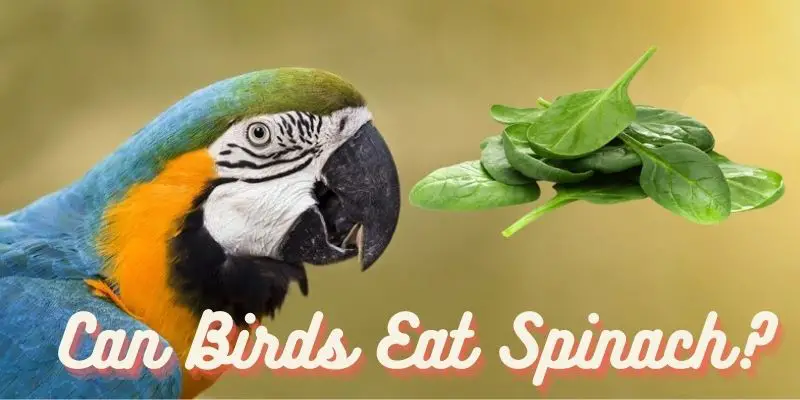 can birds eat spinach