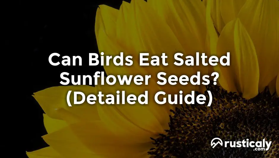 can birds eat sunflower seeds with salt