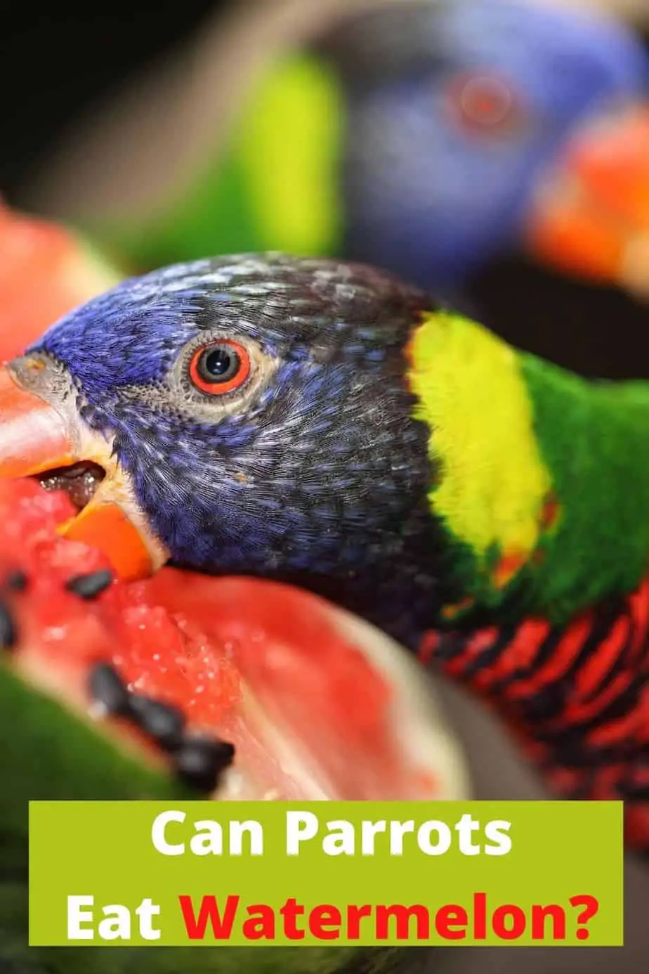 can birds eat watermelon seeds