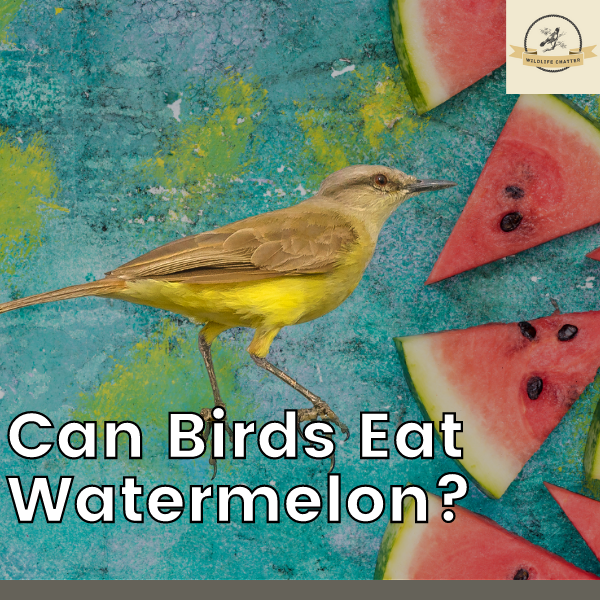 can birds eat watermelon