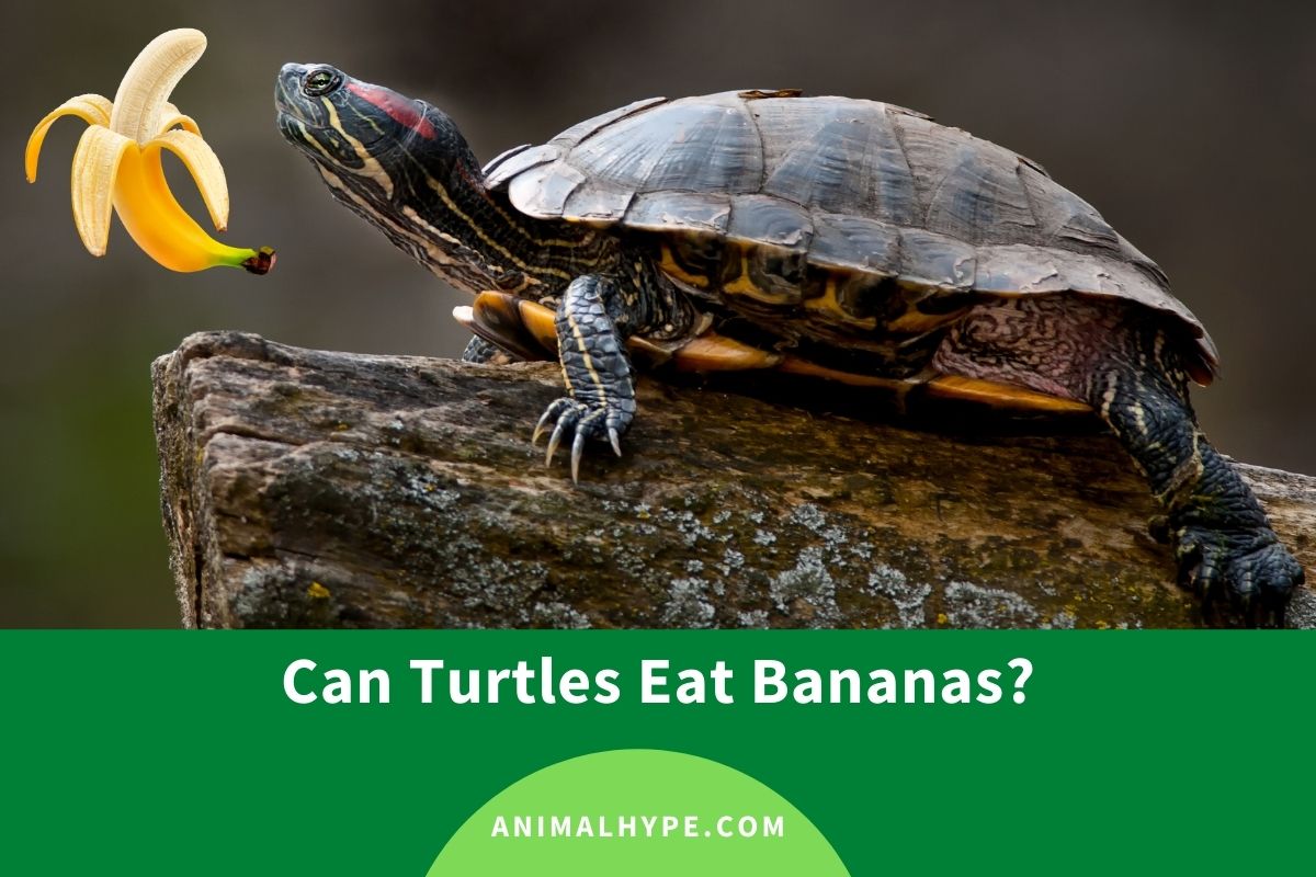 can box turtles eat bananas
