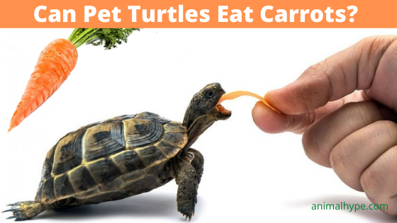 can box turtles eat carrots