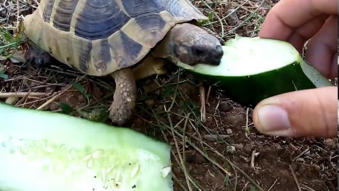 can box turtles eat cucumbers