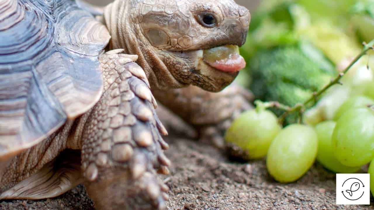 can box turtles eat grapes