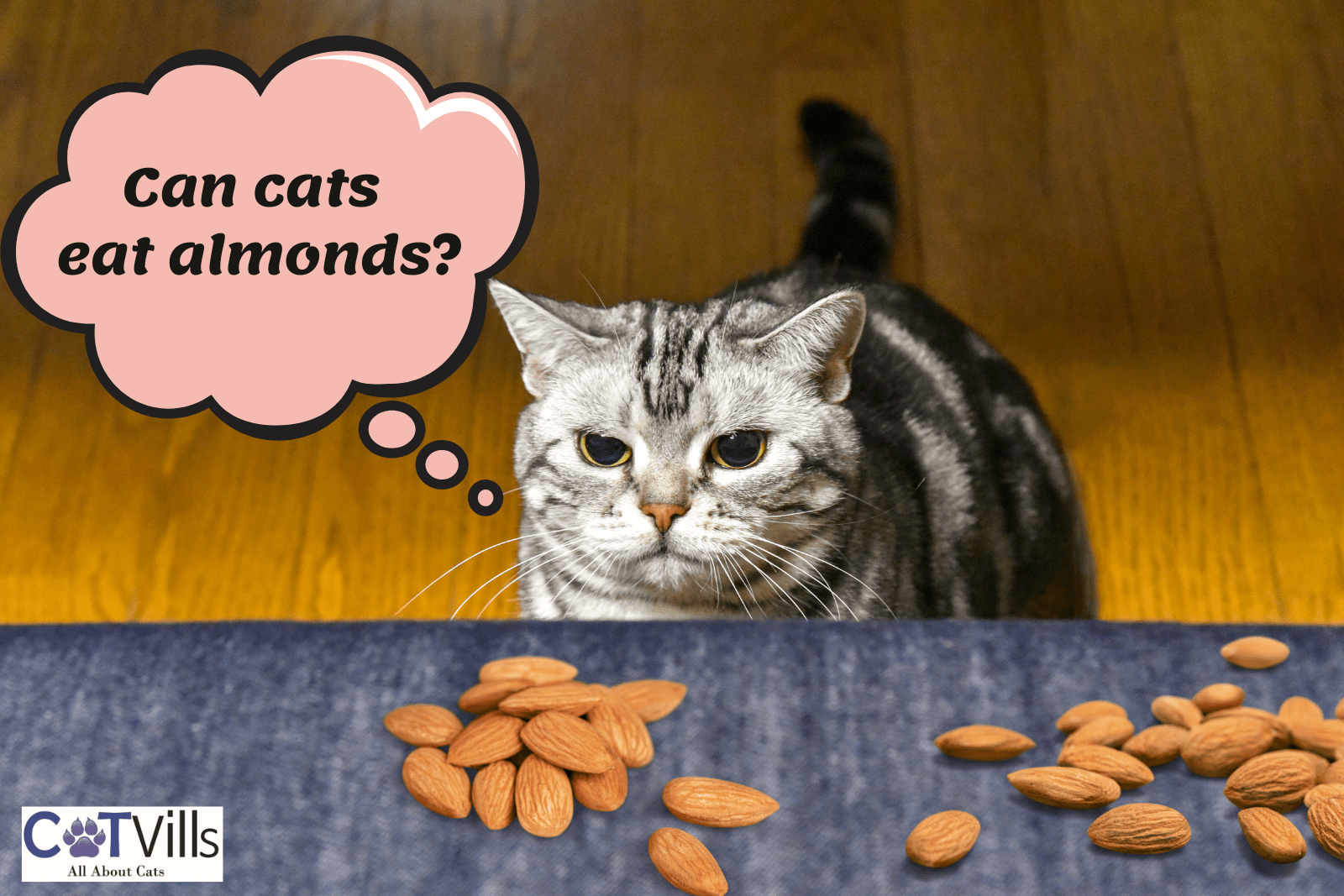can cats eat almond butter