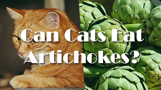 can cats eat artichokes