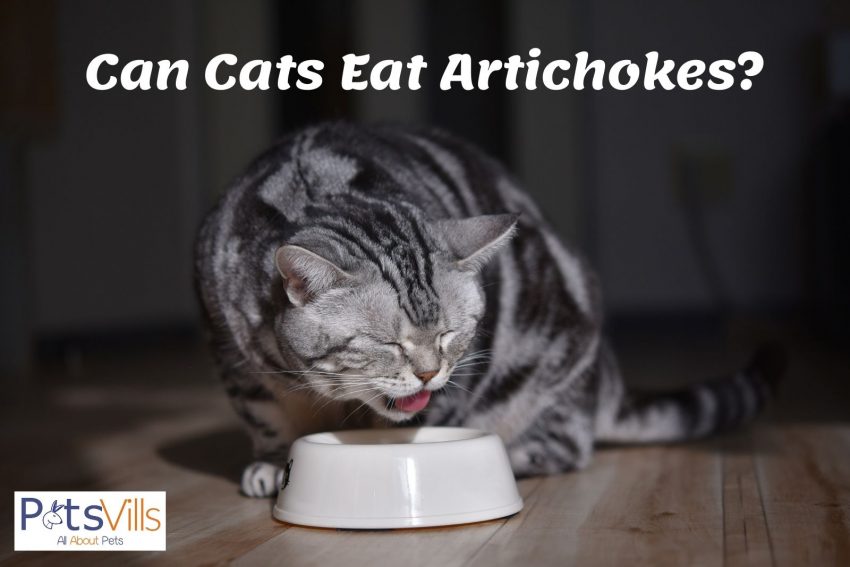 can cats eat artichokes