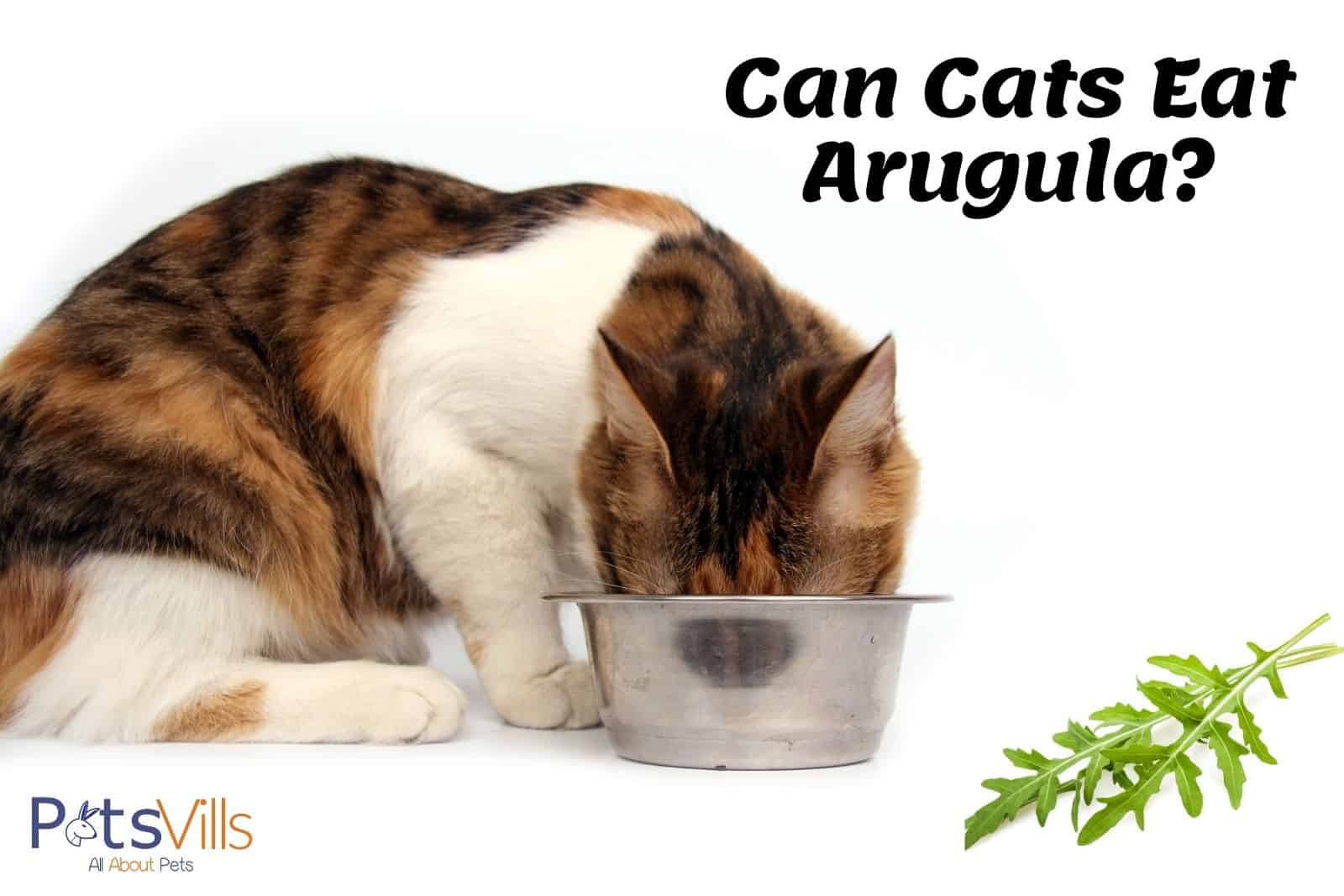 can cats eat arugula