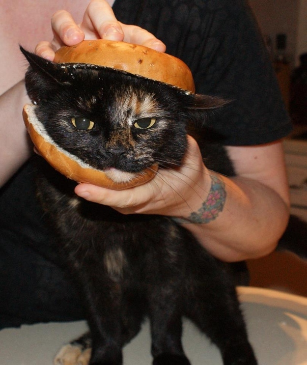 can cats eat bagels