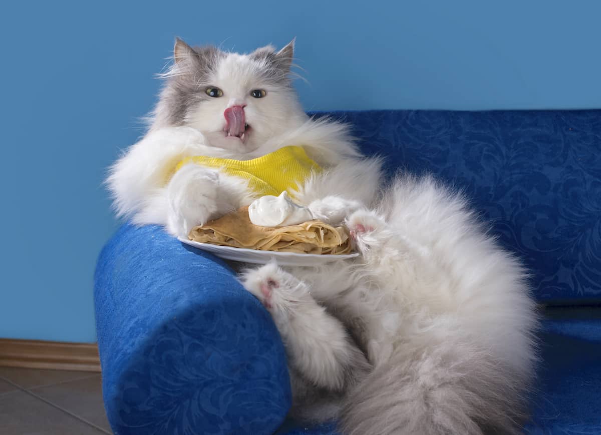 can cats eat banana pudding