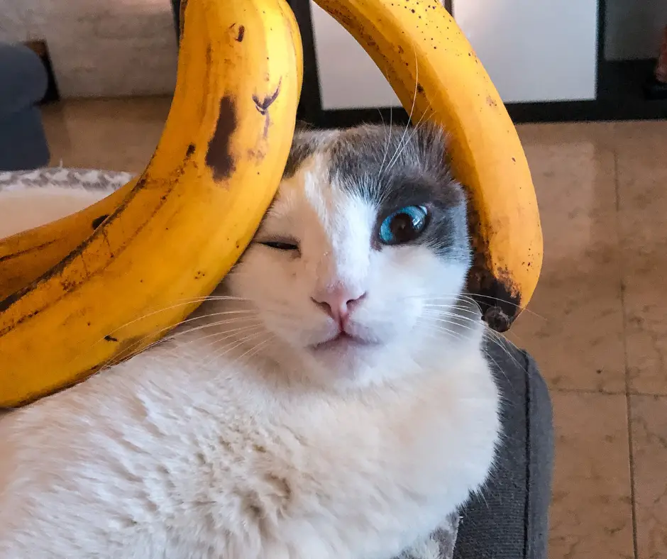 can cats eat banana pudding