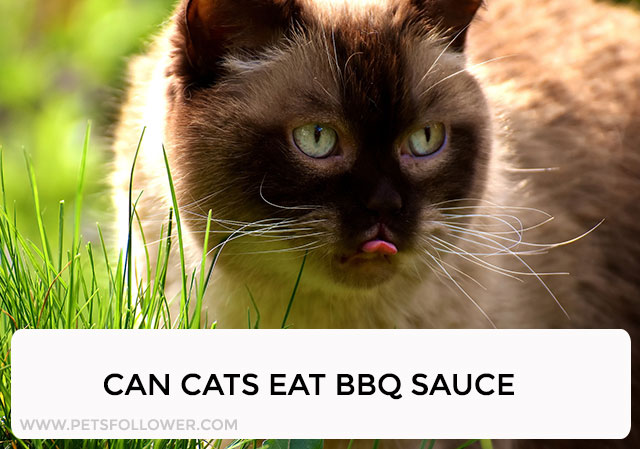 can cats eat bbq sauce