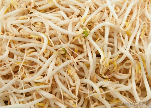 can cats eat bean sprouts