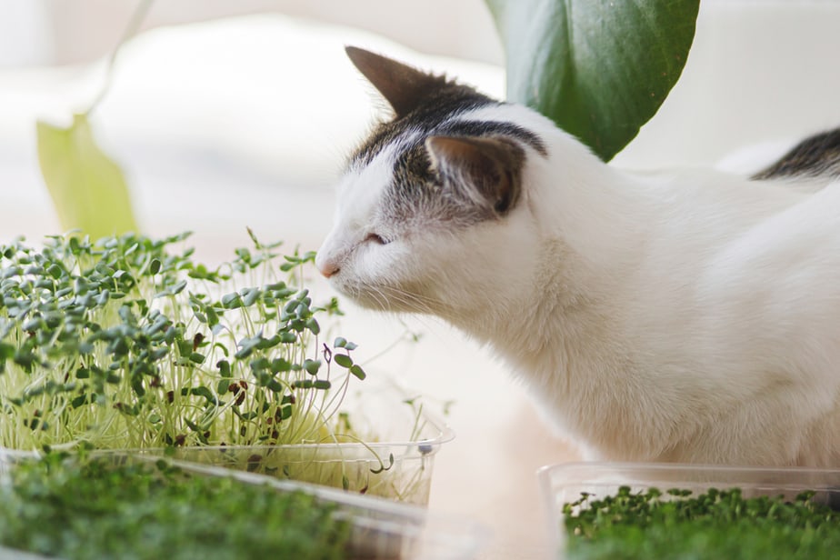 can cats eat bean sprouts